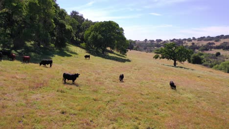 Aerial-Over-Cows-Grazing-In-A-Field-In-The-Foothills-Of-Central-California-1