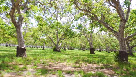 Aerial-Through-A-Walnut-Grove-Of-Trees-On-A-Ranch-Or-Farm-In-Lompoc-Central-California-3