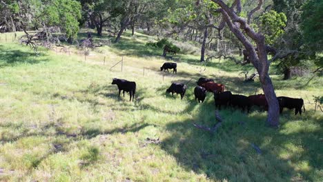Antena-Sobre-Vacas-Pastando-En-Un-Campo-En-Las-Estribaciones-Del-Centro-De-California-2