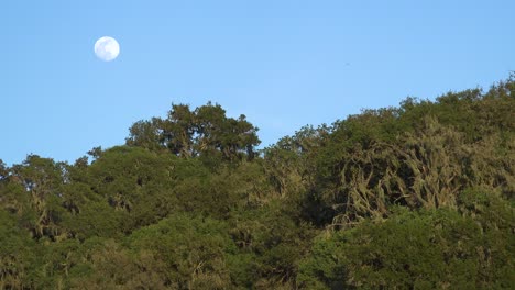 Una-Luna-Llena-Se-Eleva-Sobre-Una-Ladera-En-El-Centro-De-California-En-Esta-Hermosa-Foto-De-La-Naturaleza
