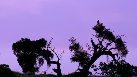 Ein-Falke-In-Einem-Baum-Gegen-Den-Violetten-Himmel-Bei-Sonnenuntergang-Mit-Bäumen,-Die-In-Dieser-Wunderschönen-Naturansicht-Von-Zentralkalifornien-Umrandet-Sind