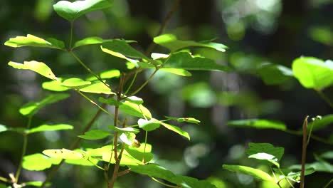 Grüne-Blätter-Leuchten-In-Der-Sonne-In-Einem-Warmen-Wald-In-Den-Santa-Ynez-Bergen-Von-Kalifornien