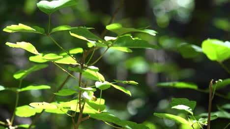 Green-Leaves-Shine-In-The-Sun-In-A-Warm-Forest-In-The-Santa-Ynez-Mountains-Of-California