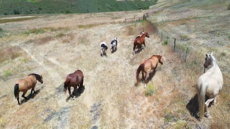 Antenne-Von-Pferden,-Die-Auf-Einer-Ranch-Oder-Einem-Bauernhof-In-Der-Nähe-Von-Santa-Barbara,-Kalifornien,-Weiden-Lassen-1