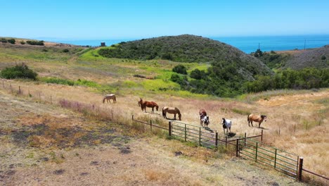 Antenne-Von-Pferden,-Die-Auf-Einer-Ranch-Oder-Einem-Bauernhof-Mit-Ozeanhintergrund-In-Der-Nähe-Von-Santa-Barbara,-Kalifornien,-Weiden-Lassen-2