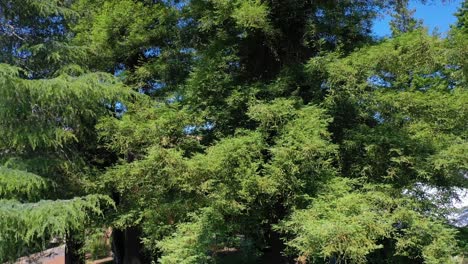 Rising-Aerial-Of-A-Man-Looking-Up-At-Very-Tall-Redwood-Trees-On-His-Property