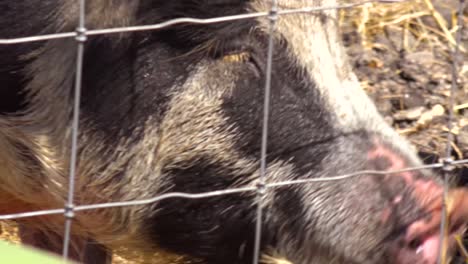 Pig-With-A-Large-Snout-Nose-Looks-Through-A-Fence-In-This-Barnyard-Scene