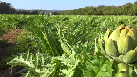 Alcachofas-Frescas-Crecen-En-Un-Rico-Campo-De-Cultivo-Verde-En-El-Condado-De-Santa-Bárbara,-California