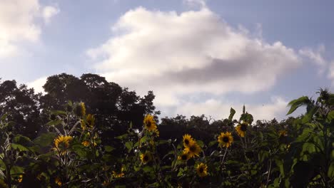 Zeitraffer-Von-Wolken,-Die-Sich-über-Einem-Sonnenblumenfeld-Bewegen