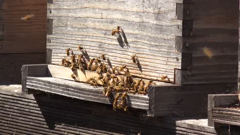 Nahaufnahme-Von-Honigbienen-Betreten-Eine-Bienenkiste-Ein-Beispiel-Für-Imkerei