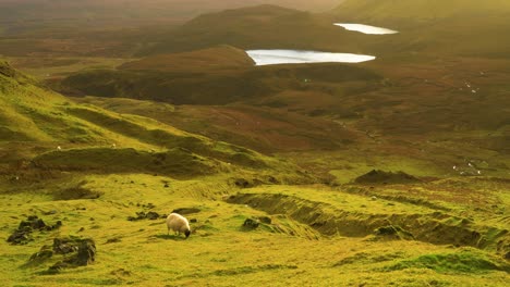 Schafe-Grasen-Auf-Dem-Quiraing-Erdrutsch-Auf-Der-Isle-Of-Skye-In-Schottland-1