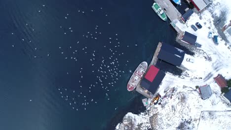 Eine-Vogelperspektive-Zeigt-Möwen,-Die-Ein-Dock-Auf-Den-Winterlichen-Lofoten-Norwegen-Umschwärmen