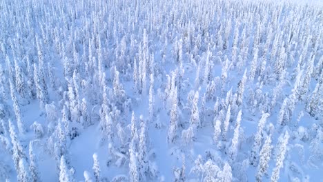 An-Aerial-View-Shows-A-Forest-Of-Snowcovered-Pine-Trees-In-Sweden