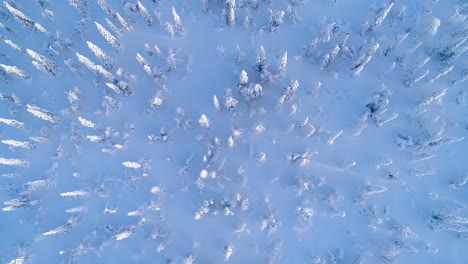 A-Bird\'Seyeview-Shows-Snowcovered-Pine-Trees-In-Sweden