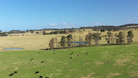 Great-Aerial-Shot-Of-Cattle-Grazing-In-Moruya-New-South-Wales-Australia-And-Birds-Flying-By