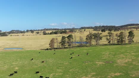 Tolle-Luftaufnahme-Von-Rindern,-Die-In-Moruya-New-South-Wales,-Australien,-Weiden-Lassen-Und-Vögel-Vorbeifliegen?