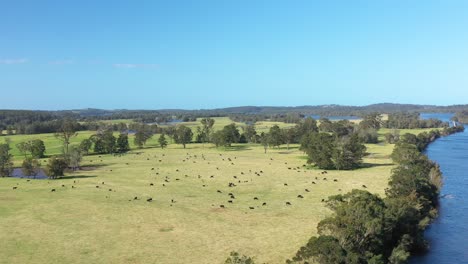 Tolle-Luftaufnahme-Von-Rindern,-Die-In-Moruya-New-South-Wales,-Australien,-Weiden-Lassen?