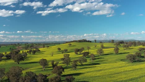 An-Excellent-Vista-Aérea-View-Of-Canola-Fields-In-Cowra-Australia