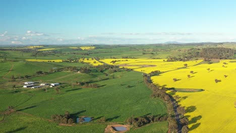 An-Excellent-Aerial-View-Cars-Driving-Past-Canola-Fields-In-Cowra-Australia