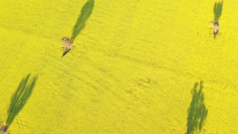 An-Excellent-Aerial-Shot-Of-Canola-Fields-In-Cowra-Australia
