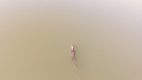 Antenne-über-Einem-Alligator,-Der-In-Einem-Sumpf-Der-Everglades-In-Florida-Schwimmt