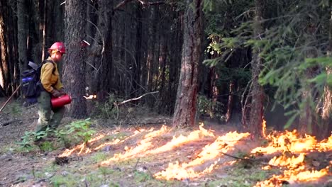 Feuerwehrleute,-Die-Einen-Kontrollierten-Brand-In-Einem-Kiefernwald-2019-Durchführen