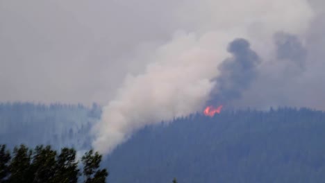 Timelapse-Of-A-Controlled-Burn-In-A-Pine-Forest-2019