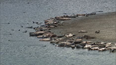A-Large-Number-Of-Harbor-Seals-Hang-Out-And-Swim-In-A-Small-Harbor-On-the-Pacific-Coast