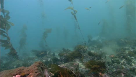 Unterwasseraufnahmen-Eines-Seehunds,-Der-An-Der-Pazifikküste-Schwimmt