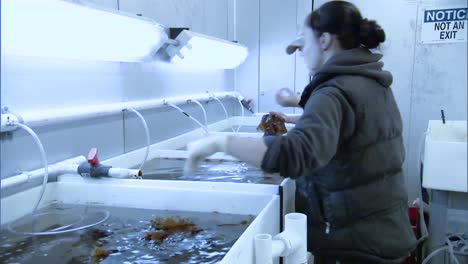 Workers-Collect-Kelp-And-Raise-Sea-Urchins-In-An-Aquaculture-Farm-In-the-Us-2010S