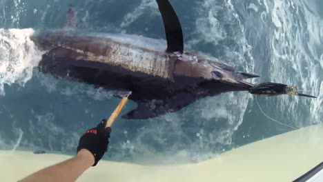 Fishermen-Measure-the-Length-Of-An-Atlantic-Blue-Marlin-In-the-Ocean-2010S