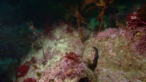 Close-Up-Shots-Of-An-Abalone-Shellfish-Underwater-Near-California-2010S