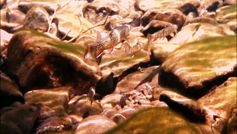 Trout-Are-Seen-Swimming-Isolated-In-A-Sundappled-Brook