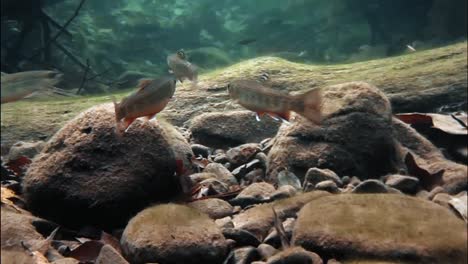 Forellen-Schwimmen-In-Einem-Bach,-Dessen-Boden-Mit-Herbstlaub-Bedeckt-Ist