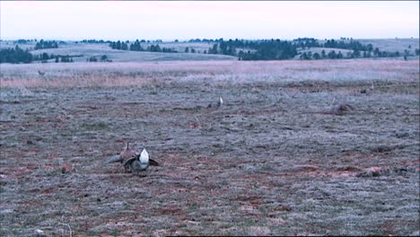 Sage-Brush-Grouse-Hunt-In-A-Wintry-Field