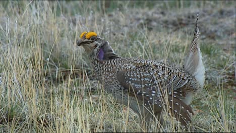 Closeups-Show-Female-Sage-Brush-Grouse-Roosting-In-A-Field