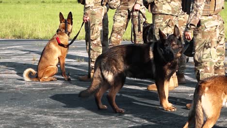 Los-Soldados-Estadounidenses-Realizan-Innumerables-Ejercicios-De-Entrenamiento-Con-Sus-Perros.