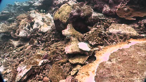 Unterwasseraufnahmen-Von-Gebleichten-Korallen-In-Amerikanisch-Samoa-2010s