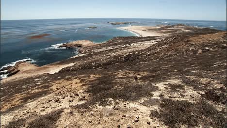 Kalifornien-Seelöwen-Entspannen-Mit-Ihren-Jünglingen-An-Einem-Strand-2010er-Jahre