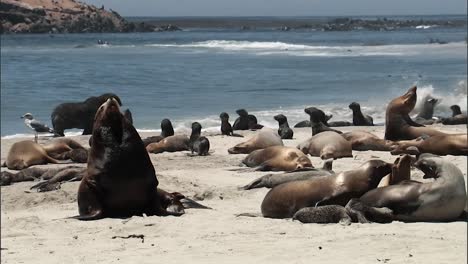 Nahaufnahmen-Von-Jungen-Kalifornischen-Seelöwen,-Die-Sich-An-Einem-Strand-Der-2010er-Jahre-Entspannen