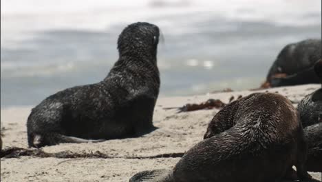 Nahaufnahmen-Von-Kalifornischen-Seelöwen,-Die-Sich-An-Einem-Strand-Der-2010er-Jahre-Entspannen