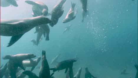Unterwasseraufnahmen-Einer-Gruppe-Von-Kalifornischen-Seelöwen-Schwimmen-2010er-Jahre