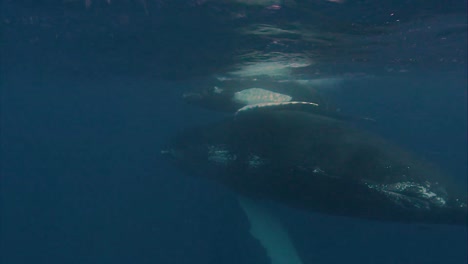 Unterwasseraufnahmen-Von-Einem-Buckelwal-Und-Seinem-Kind,-Das-Nahe-Der-Oberfläche-Schwimmt-2010er-Jahre