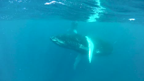 Unterwasseraufnahmen-Eines-Buckelwals-Und-Seines-Kindes,-Das-Nahe-Der-Oberfläche-Schwimmt-2010er-Jahre