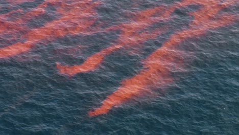 Vista-Aérea-Of-the-Oil-Slick-On-the-Water-Caused-By-the-Bp-Oil-Spill-2010