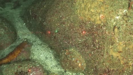 Unterwasseraufnahmen-Von-Einem-Weißen-Kalifornischen-Abalone-Schalentier-2010er-Jahre