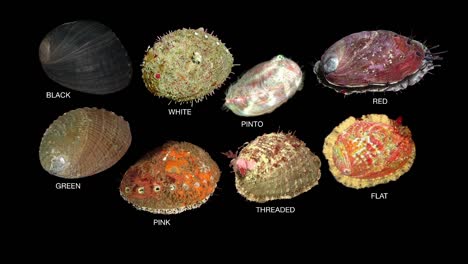 Eine-Infografik-Der-Acht-Kalifornischen-Abalone-Schalentiere
