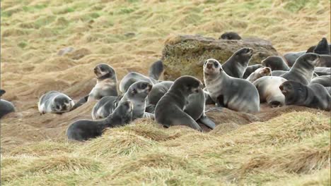 Nördliche-Seebärenjungen-Gesellen-Sich-In-Einem-Feld-Auf-Den-Pribilof-Inseln