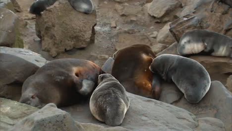 A-Group-Of-Northern-Fur-Seals-And-their-Cubs-On-A-Beach-On-the-Pribilof-Islands