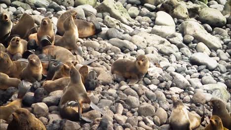 Nordseebären-Und-Ihre-Neugeborenen-Jungen-Hängen-Auf-Felsen-In-Der-Nähe-Des-Strandes-Der-Pribilof-Inseln